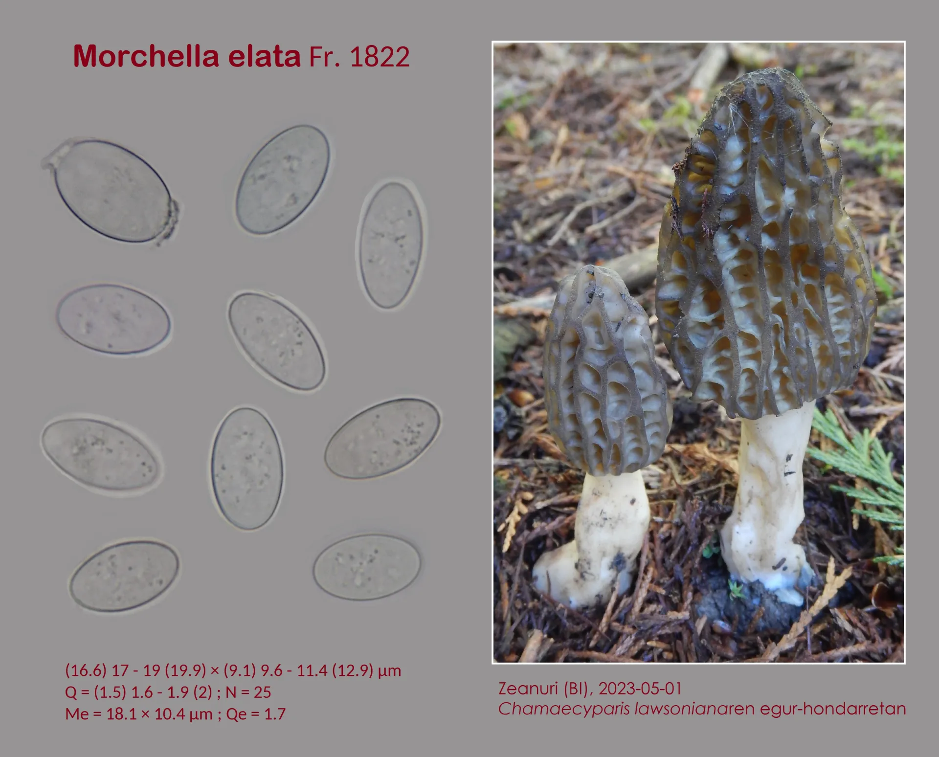 Microscopía de Morchella elata